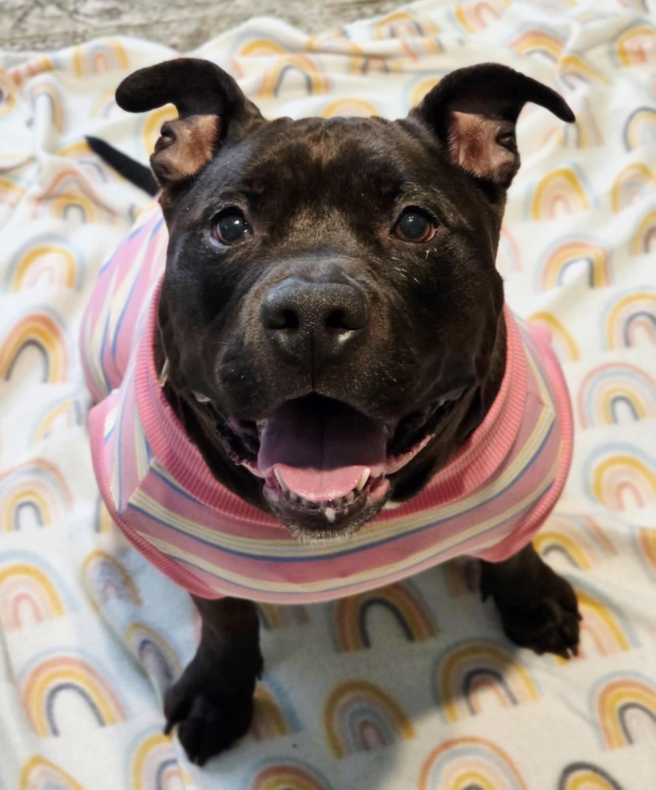 Mabel, ADOPTABLE, Young Female American Bully.