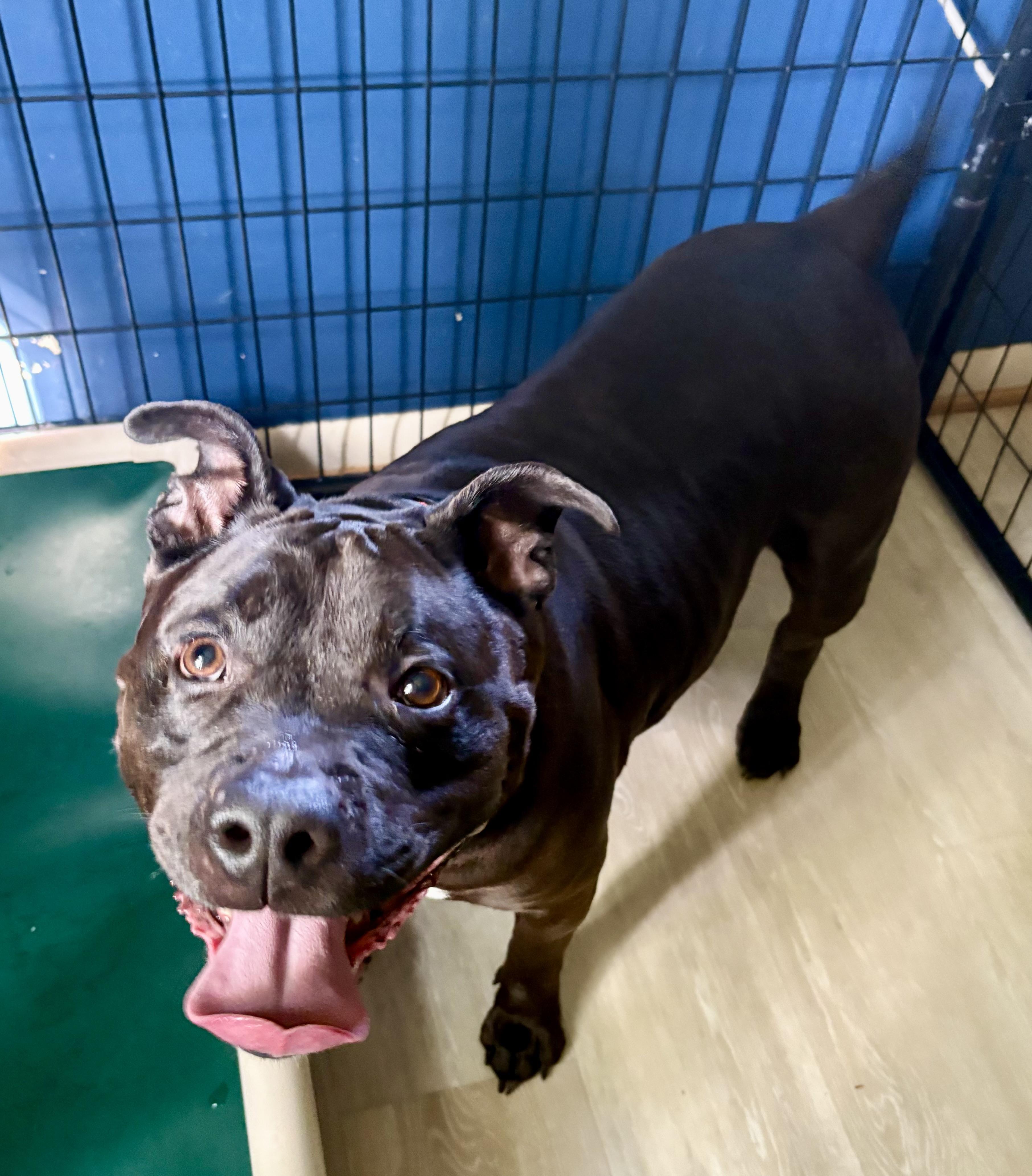 Mabel, a ADOPTABLE American Bully in Youngstown, OH image 6/6