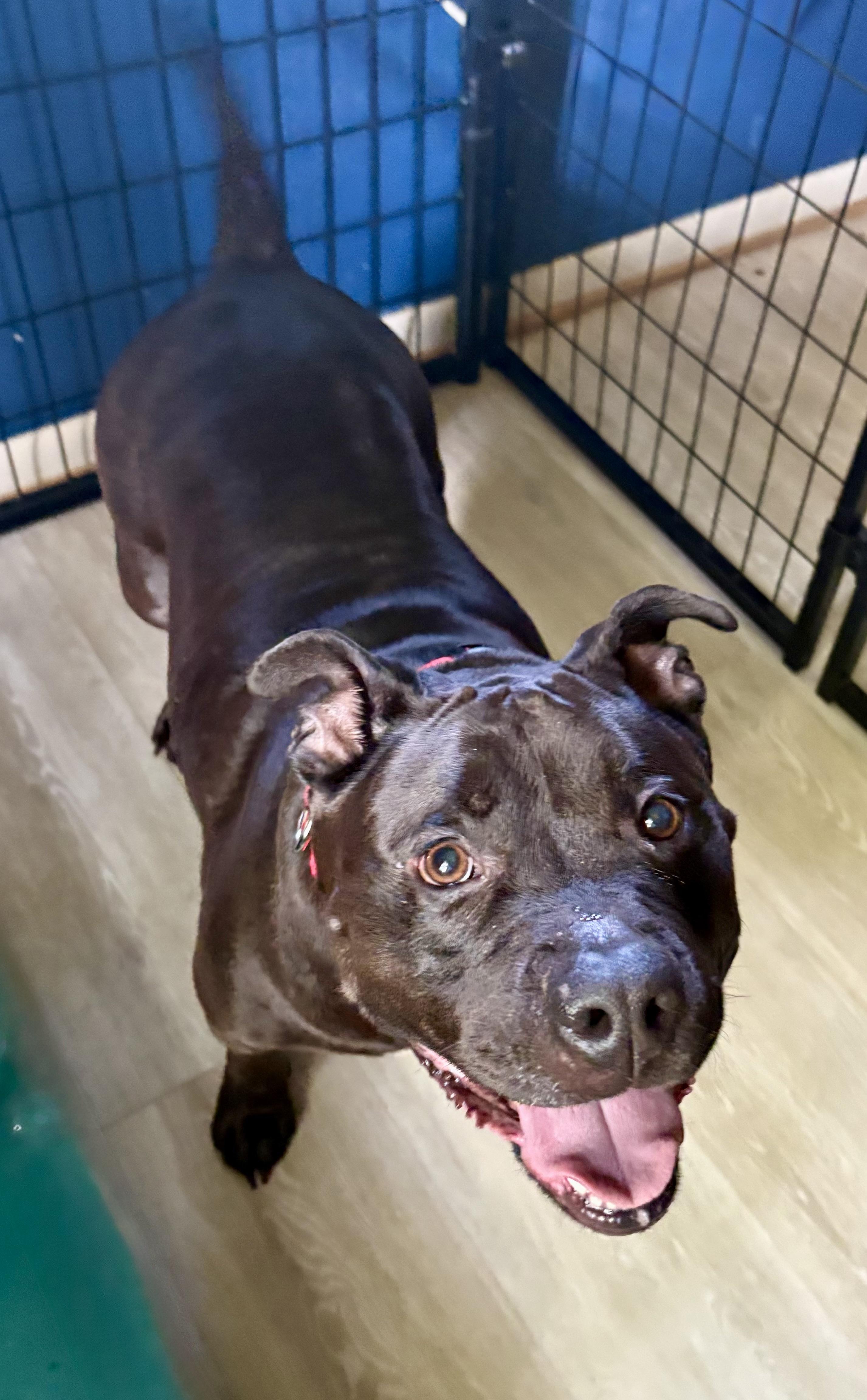 Mabel, a ADOPTABLE American Bully in Youngstown, OH image 5/6