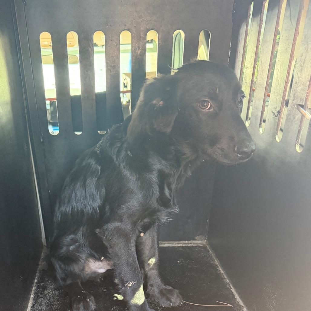 Obsidian, Adoptable, Puppy Male Flat-Coated Retriever & Mixed Breed.