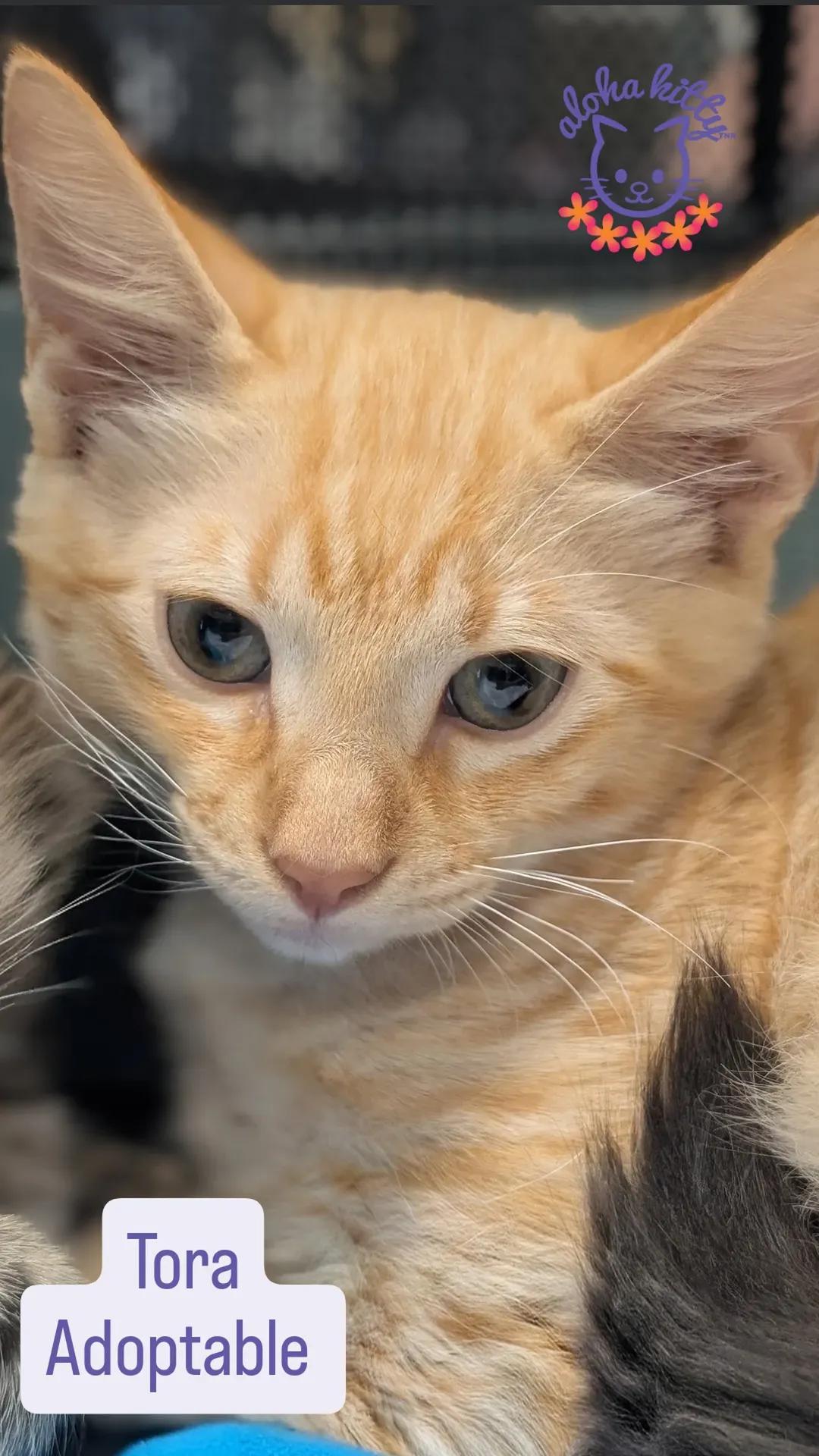 Enlarge Tora, a Adoptable Domestic Short Hair in Honolulu, HI image 1/2