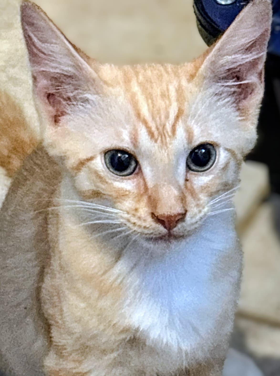 Enlarge Tora, a Adoptable Domestic Short Hair in Honolulu, HI image 2/2