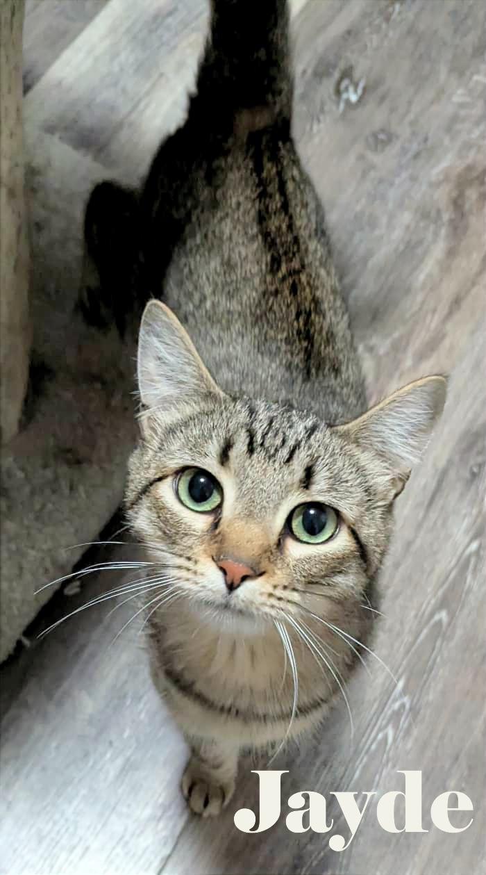 Enlarge Jayde, a Adoptable Domestic Short Hair in Shawnigan Lake, BC image 1/1