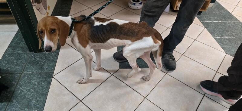 Enlarge Sally, a Adoptable Treeing Walker Coonhound in Burgaw, NC image 1/1