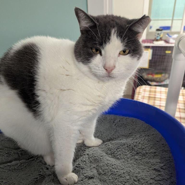 22-28 Quincy, Adoptable, Adult Female Domestic Short Hair.