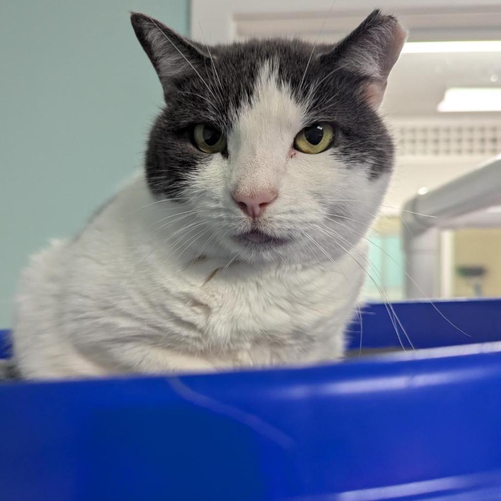 Enlarge 22-28 Quincy, a Adoptable Domestic Short Hair in North Branford, CT image 3/3