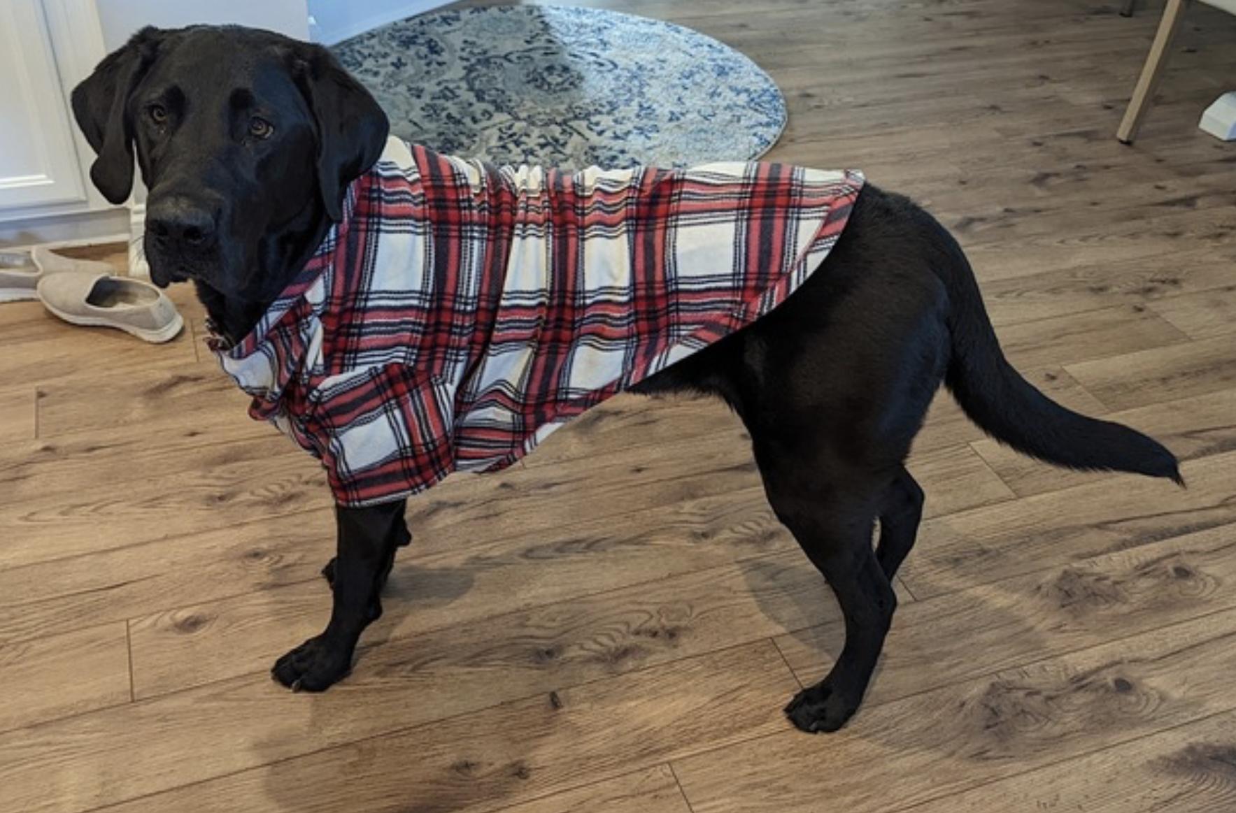 Nova — thumbnail 4