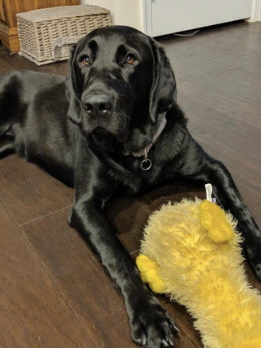 Nova — thumbnail 5