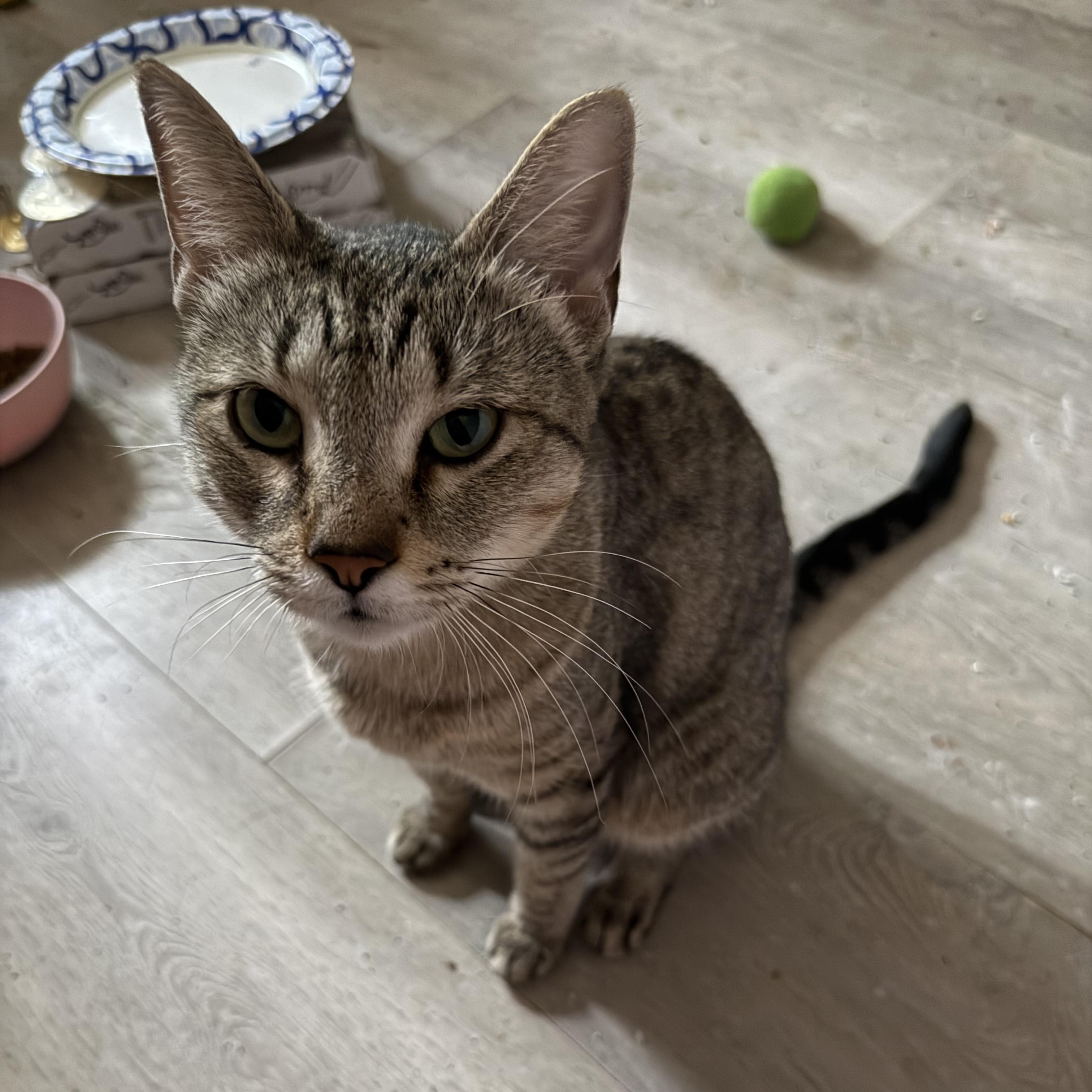 Cambridge, ADOPTABLE, Young Female Domestic Short Hair.