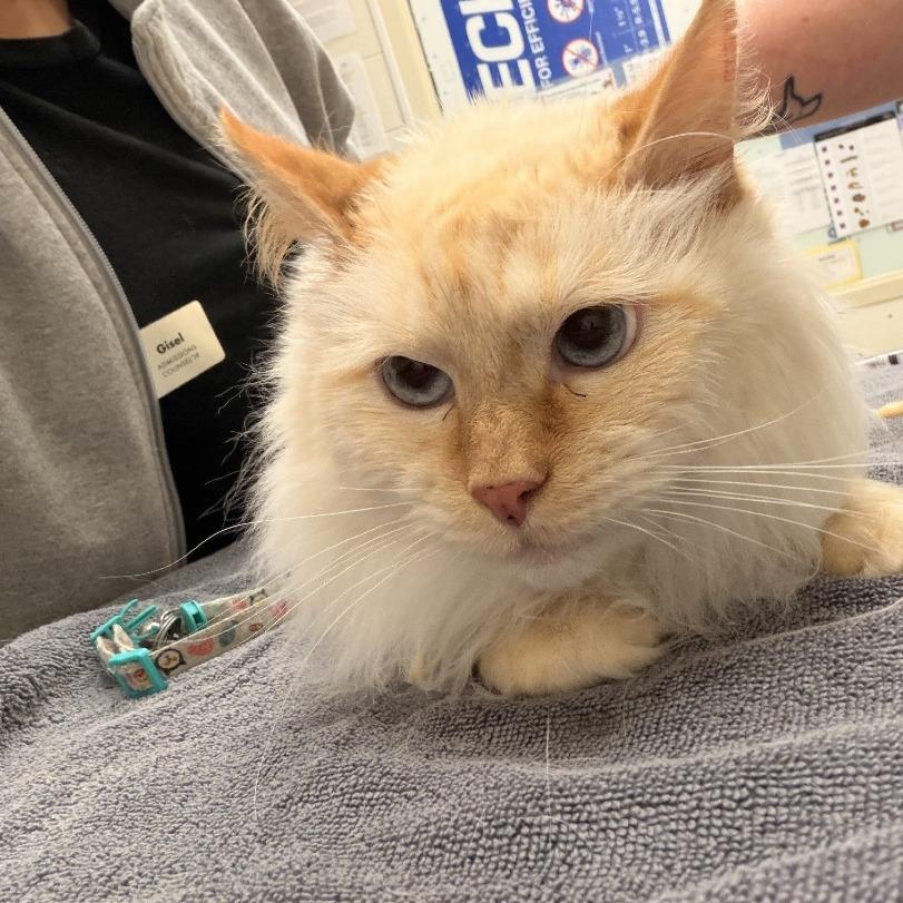 Vernal, Adoptable, Adult Male Domestic Long Hair.