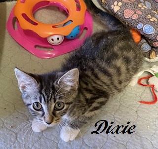 Enlarge Dixie, a Adoptable Tabby in Southern Pines, NC image 2/4