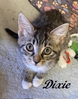 Enlarge Dixie, a Adoptable Tabby in Southern Pines, NC image 1/4