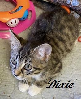 Enlarge Dixie, a Adoptable Tabby in Southern Pines, NC image 3/4