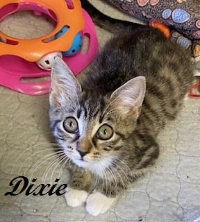 Enlarge Dixie, a Adoptable Tabby in Southern Pines, NC image 4/4