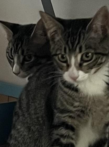 Joey and Timmy, Adopted, Young Male Domestic Short Hair.