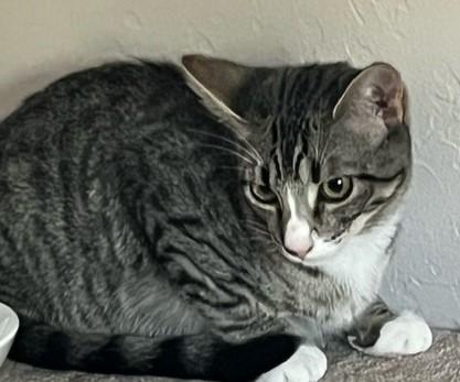 Enlarge Joey and Timmy, a Adopted Domestic Short Hair in Santa Rosa, CA image 2/2