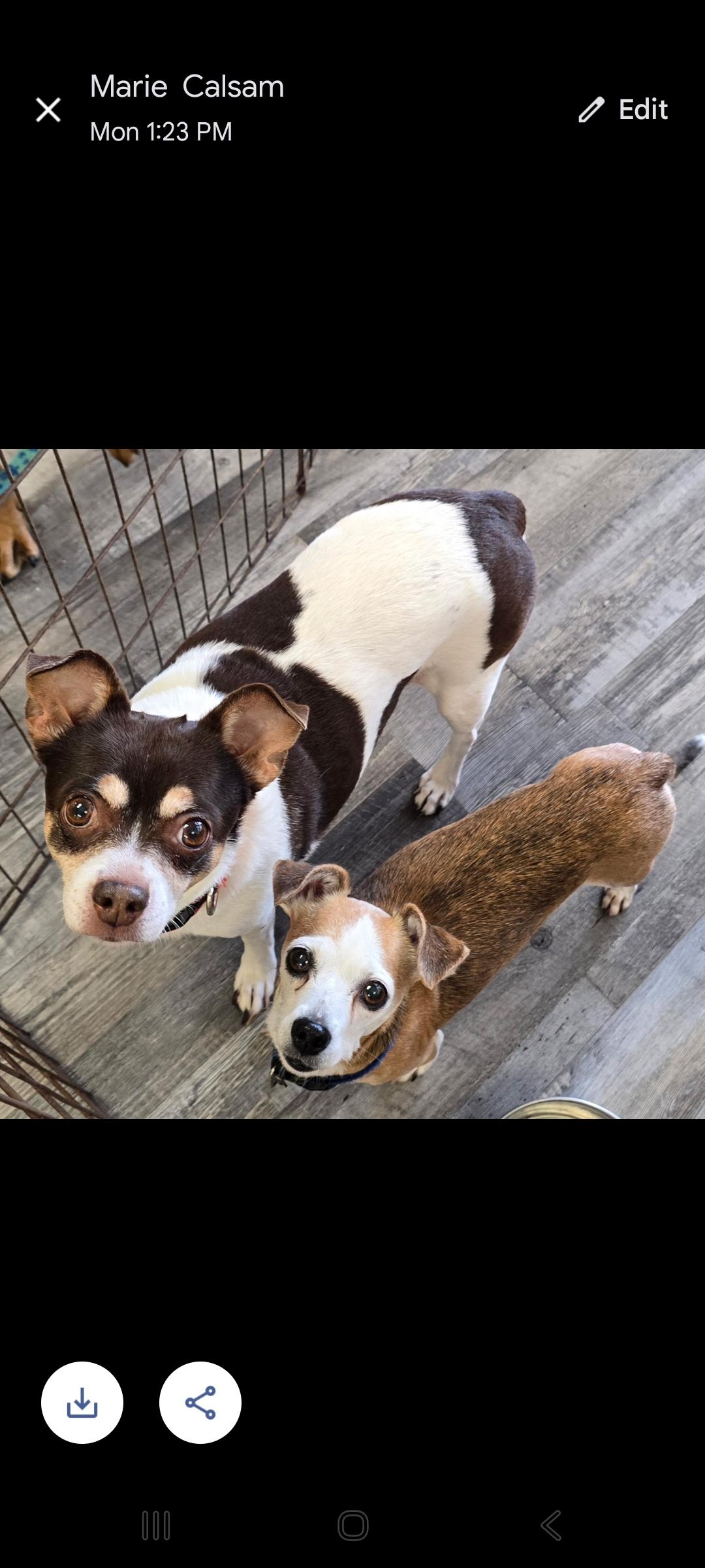 Bella and Zoey, Adopted, Senior Female Chihuahua.