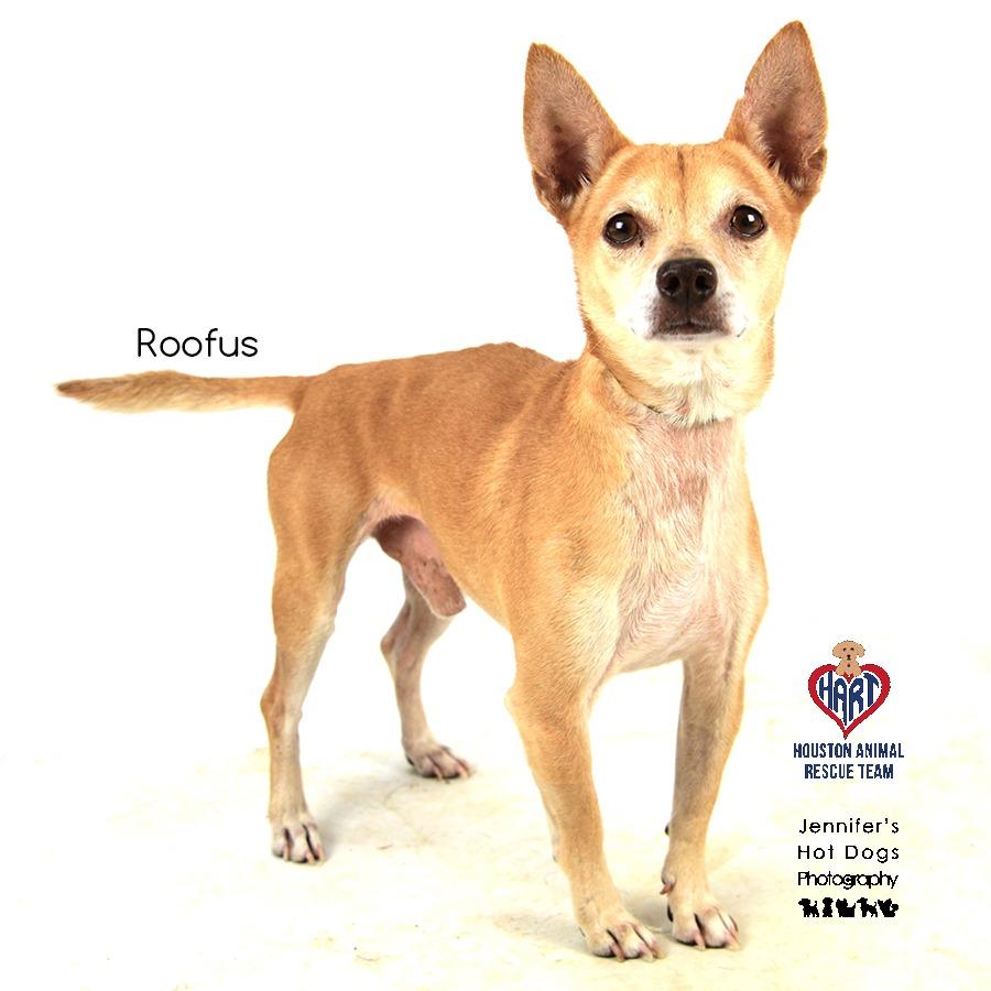 Roofus, Adoptable, Adult Male Chihuahua & Dachshund.
