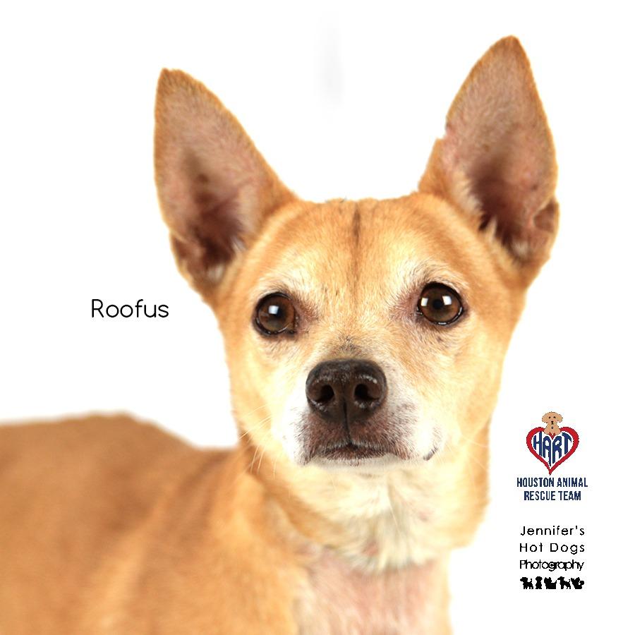 Enlarge Roofus, a Adoptable mixed breed in Tomball, TX image 2/4