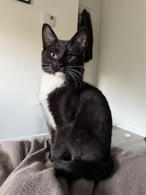 POTION, Adoptable, Young Male Domestic Short Hair.