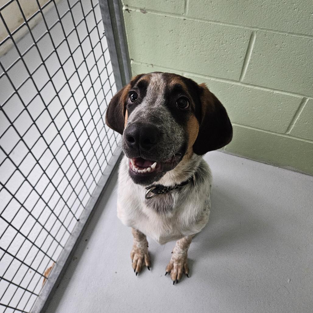 Charlie, Adoptable, Young Male Mixed Breed.