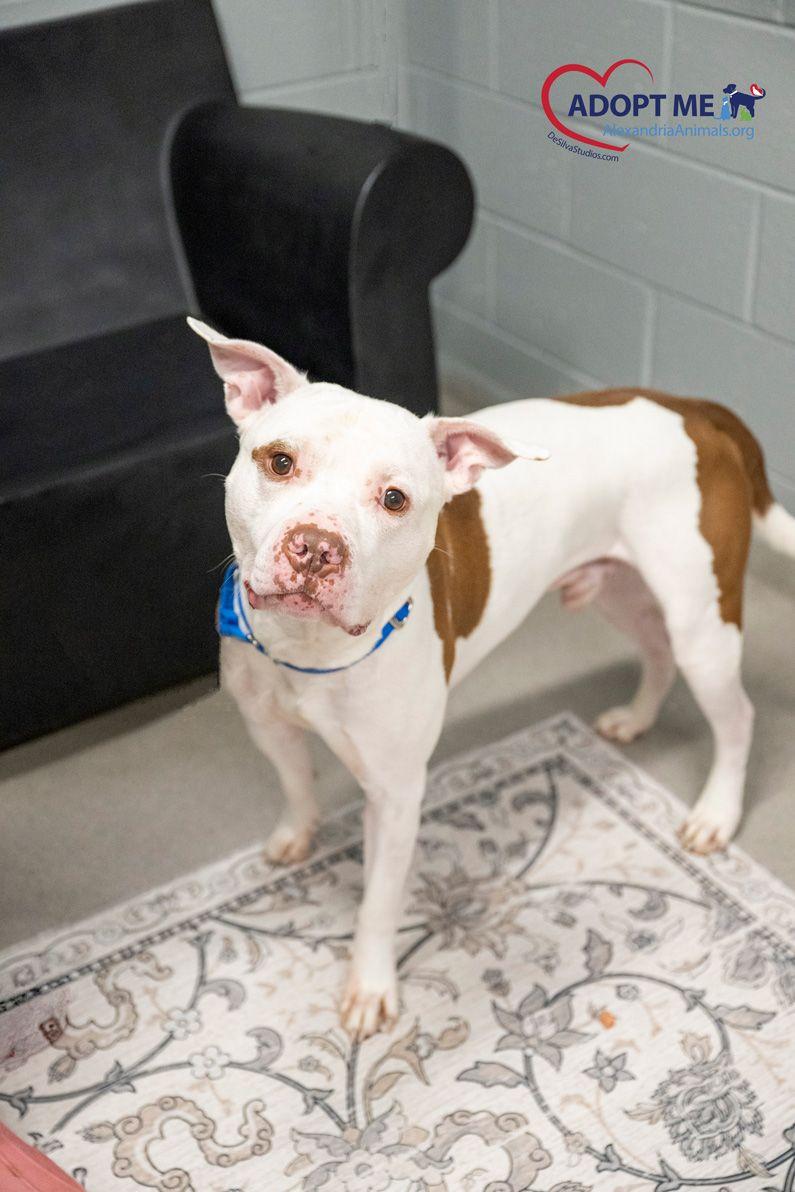 Kaine, Adoptable, Adult Male Mixed Breed.