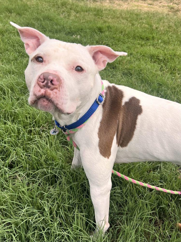 Enlarge Kaine, a Adoptable Mixed Breed in Alexandria, VA image 2/2