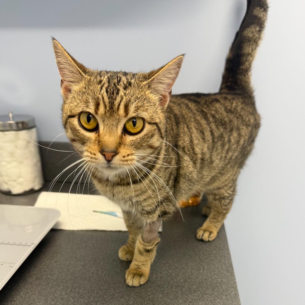 Penny, Adoptable, Young Female Domestic Short Hair.