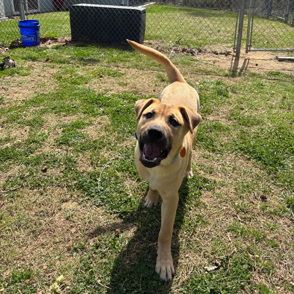 Helios, Adoptable, Young Male Mixed Breed.