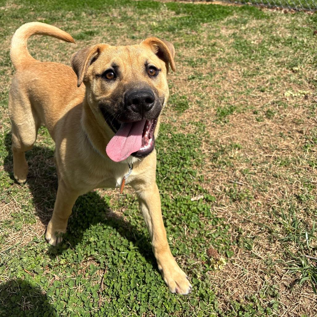 Enlarge Helios, a Adoptable Mixed Breed in Roxboro, NC image 2/6