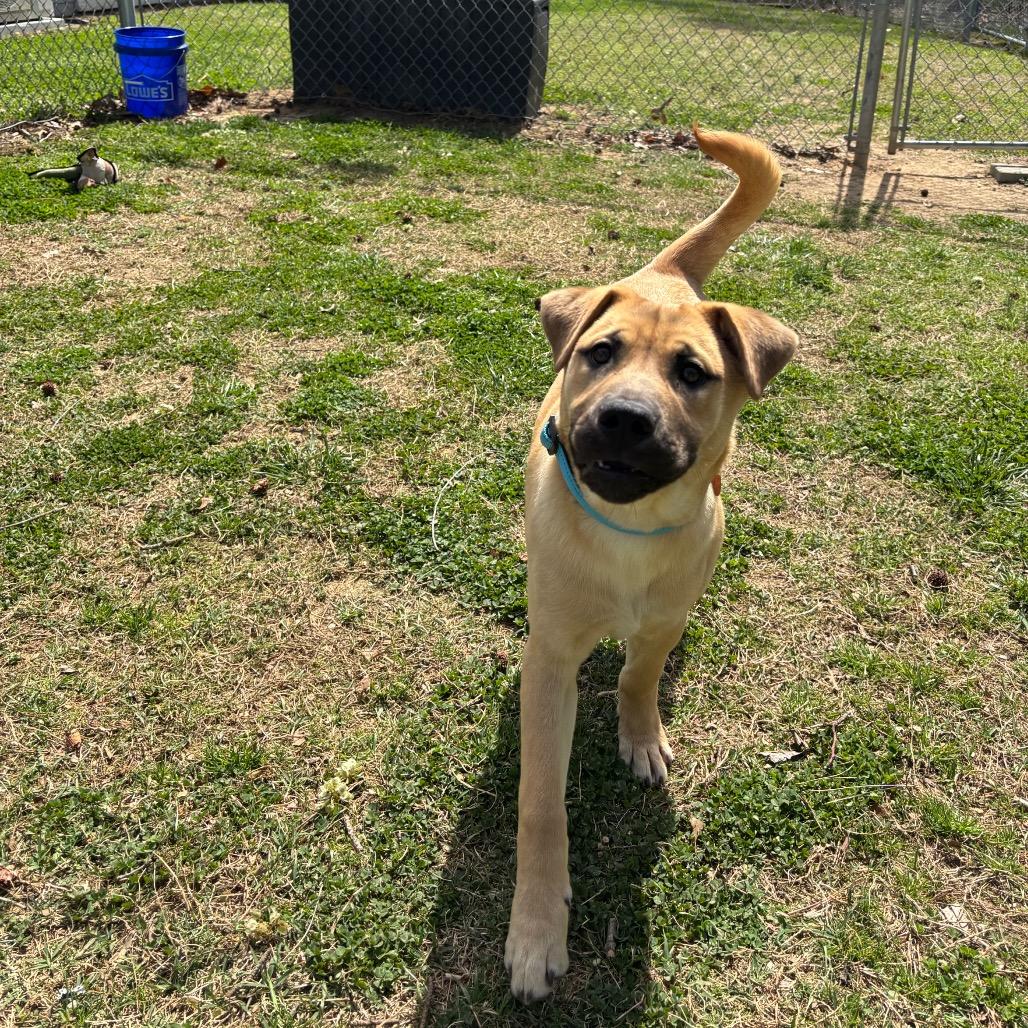 Enlarge Helios, a Adoptable Mixed Breed in Roxboro, NC image 3/6