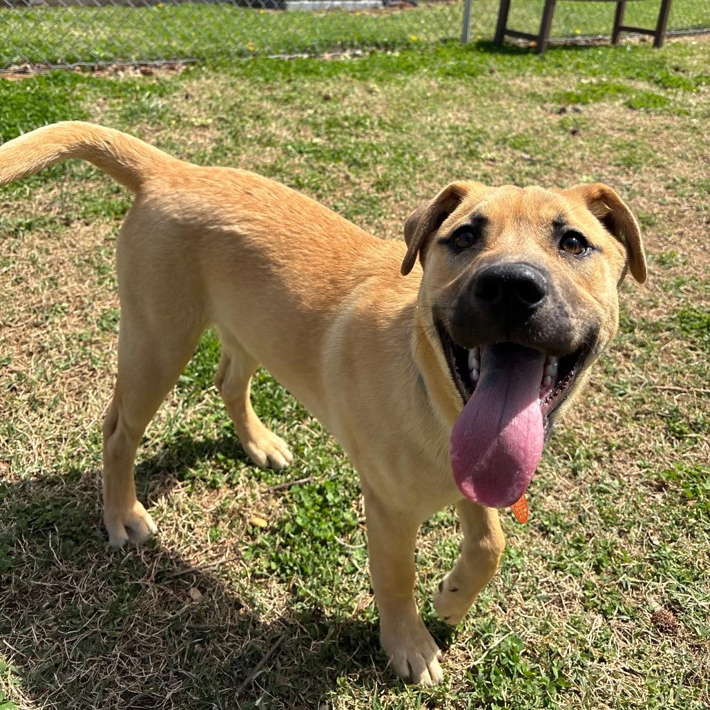 Enlarge Helios, a Adoptable Mixed Breed in Roxboro, NC image 4/6