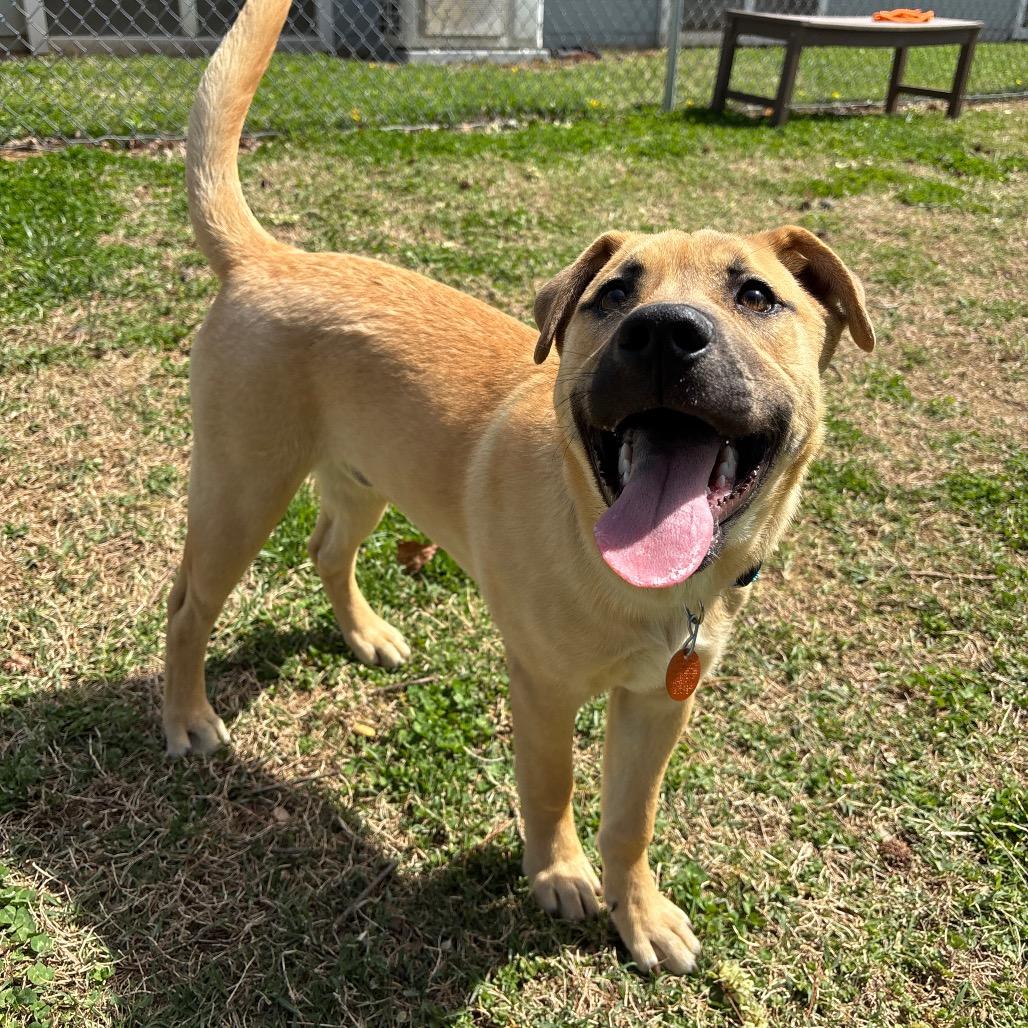 Enlarge Helios, a Adoptable Mixed Breed in Roxboro, NC image 5/6
