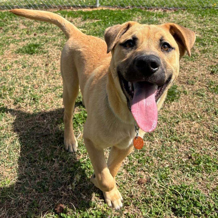 Enlarge Helios, a Adoptable Mixed Breed in Roxboro, NC image 6/6