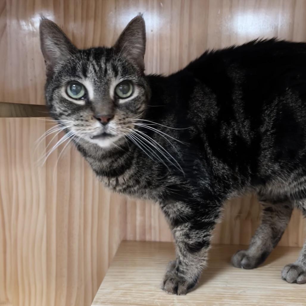 Enlarge Tilly, a Adoptable Domestic Short Hair in Yucca Valley, CA image 1/6