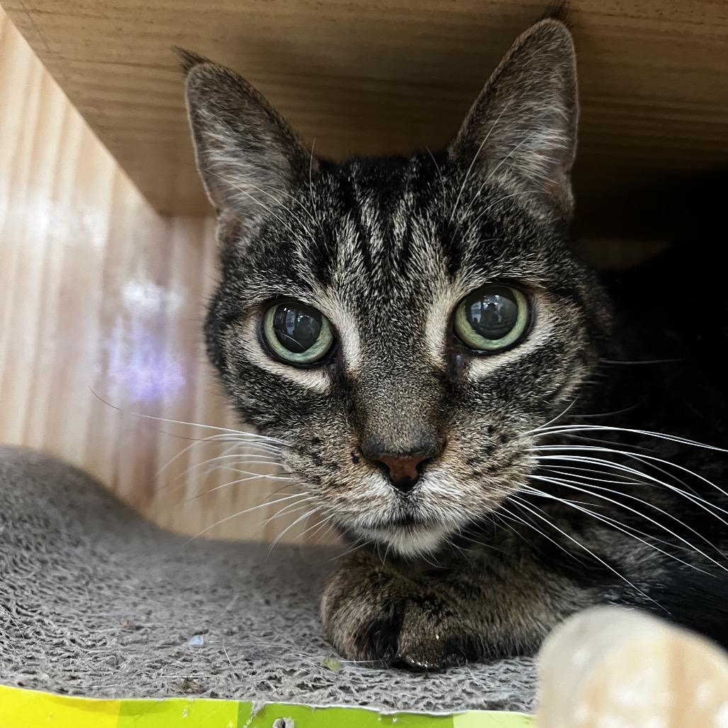 Enlarge Tilly, a Adoptable Domestic Short Hair in Yucca Valley, CA image 2/6