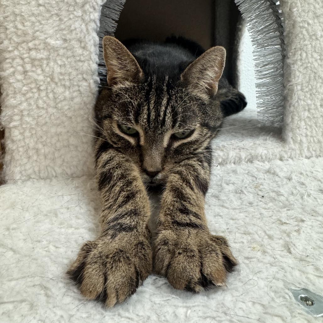 Enlarge Tilly, a Adoptable Domestic Short Hair in Yucca Valley, CA image 3/6