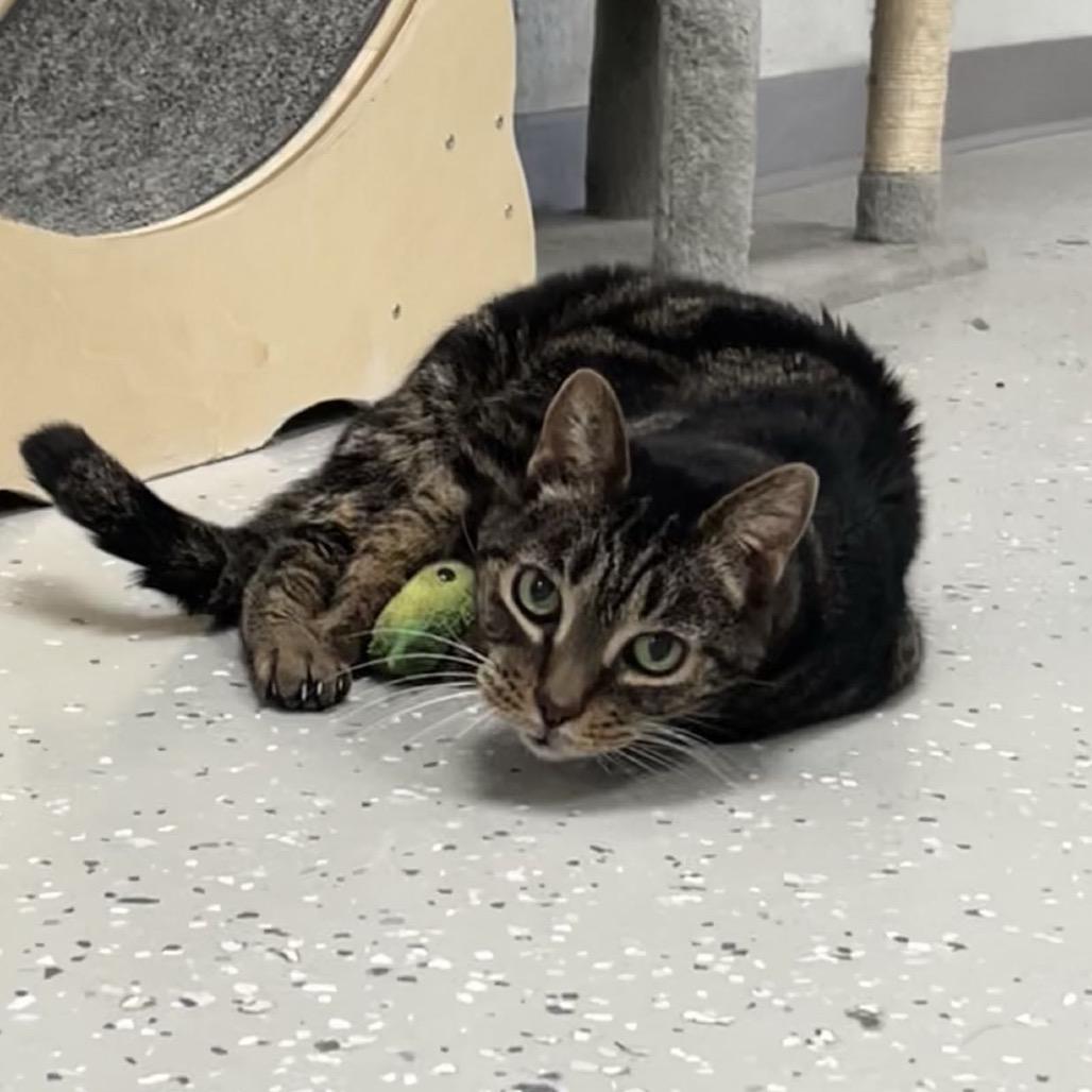 Enlarge Tilly, a Adoptable Domestic Short Hair in Yucca Valley, CA image 4/6