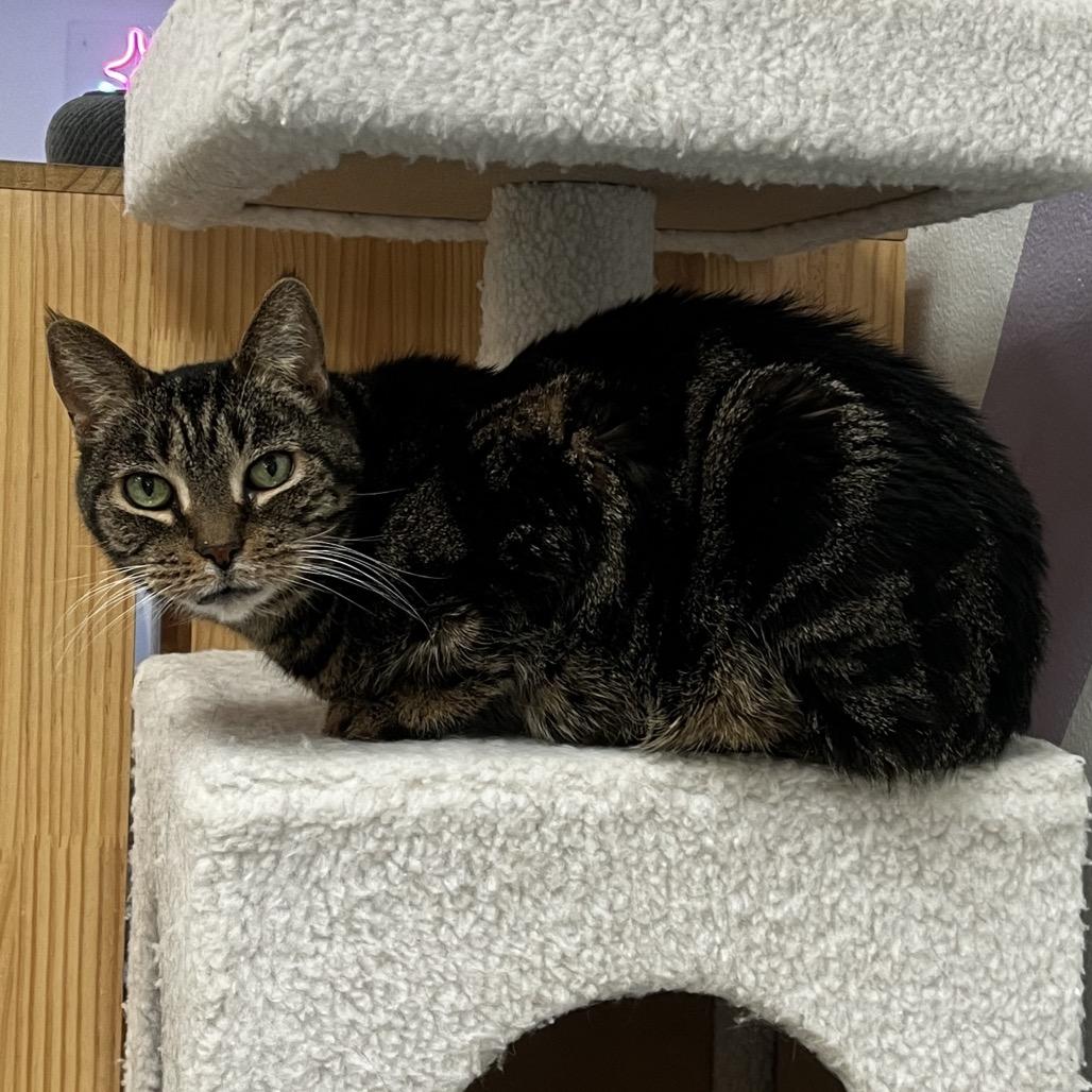 Enlarge Tilly, a Adoptable Domestic Short Hair in Yucca Valley, CA image 5/6