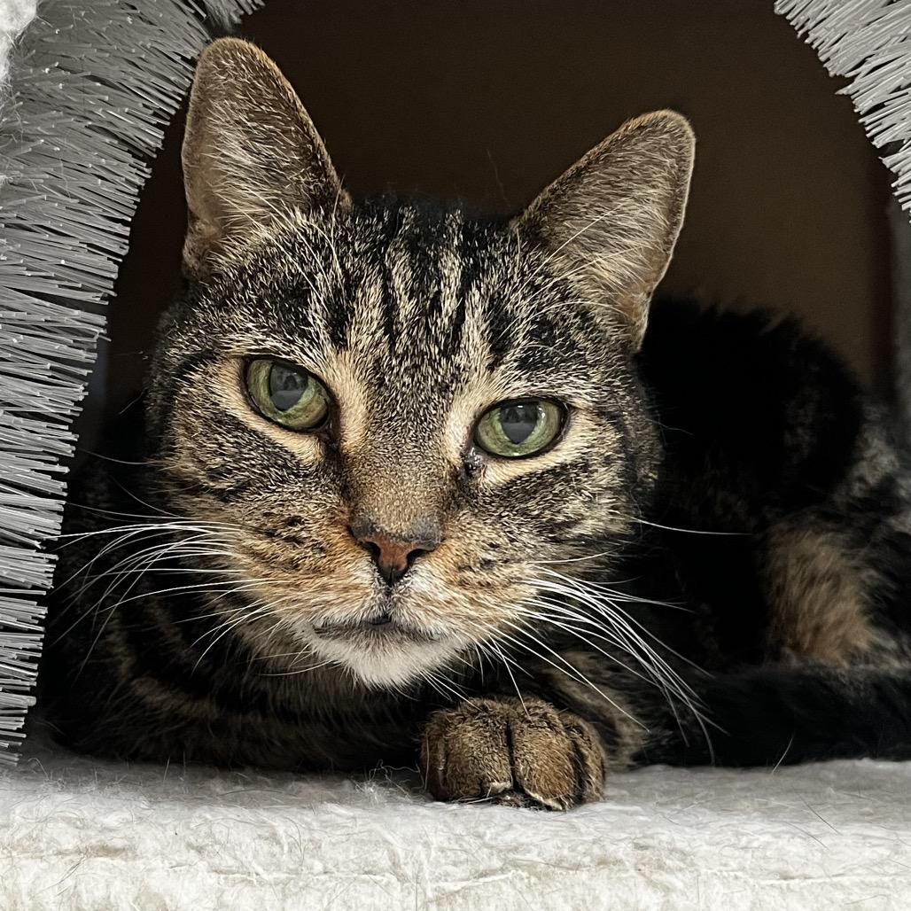 Enlarge Tilly, a Adoptable Domestic Short Hair in Yucca Valley, CA image 6/6