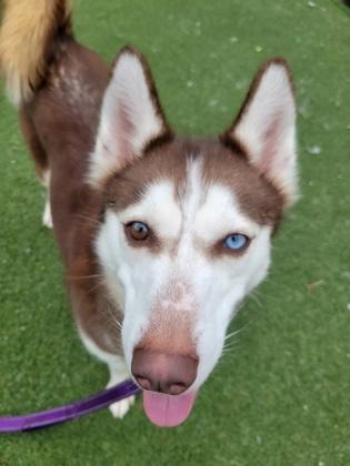 Chai — thumbnail 3