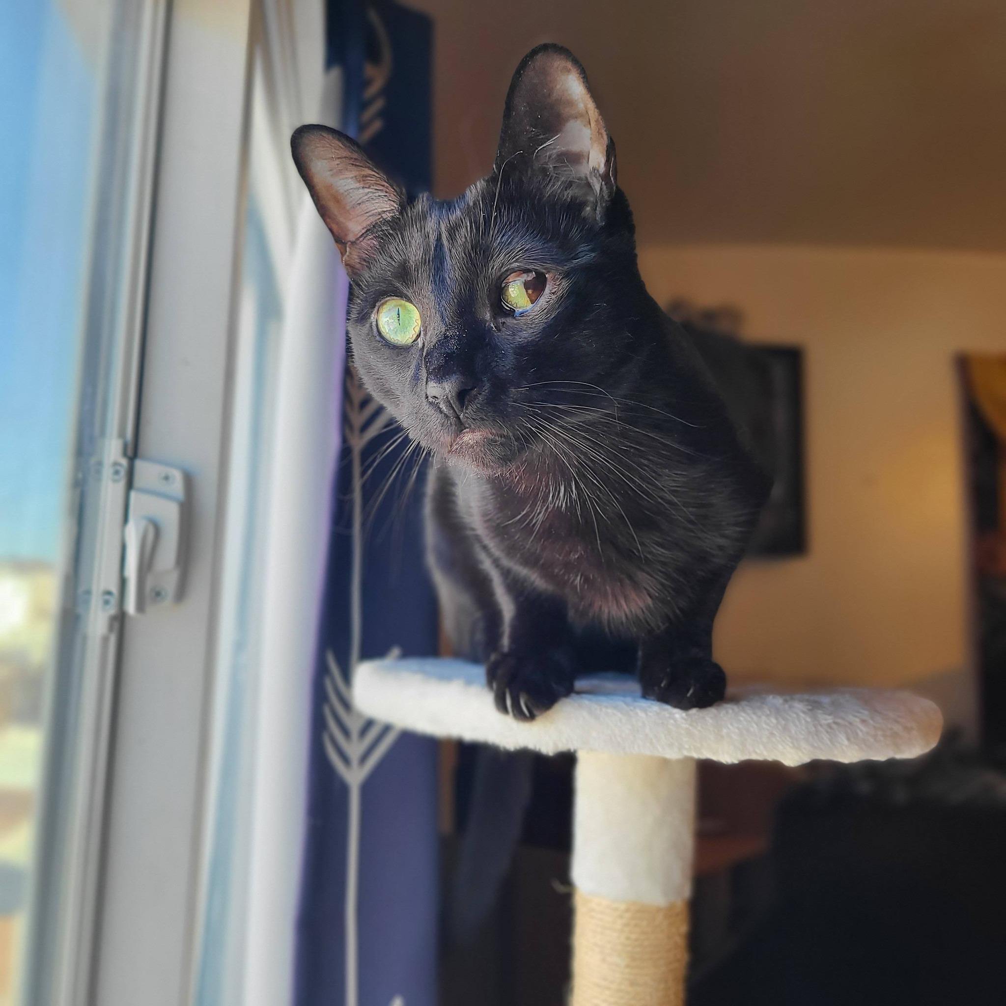 Enlarge Sole, a ADOPTABLE American Shorthair in Brooklyn, NY image 2/5