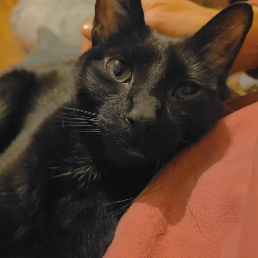 Enlarge Sole, a ADOPTABLE American Shorthair in Brooklyn, NY image 3/5