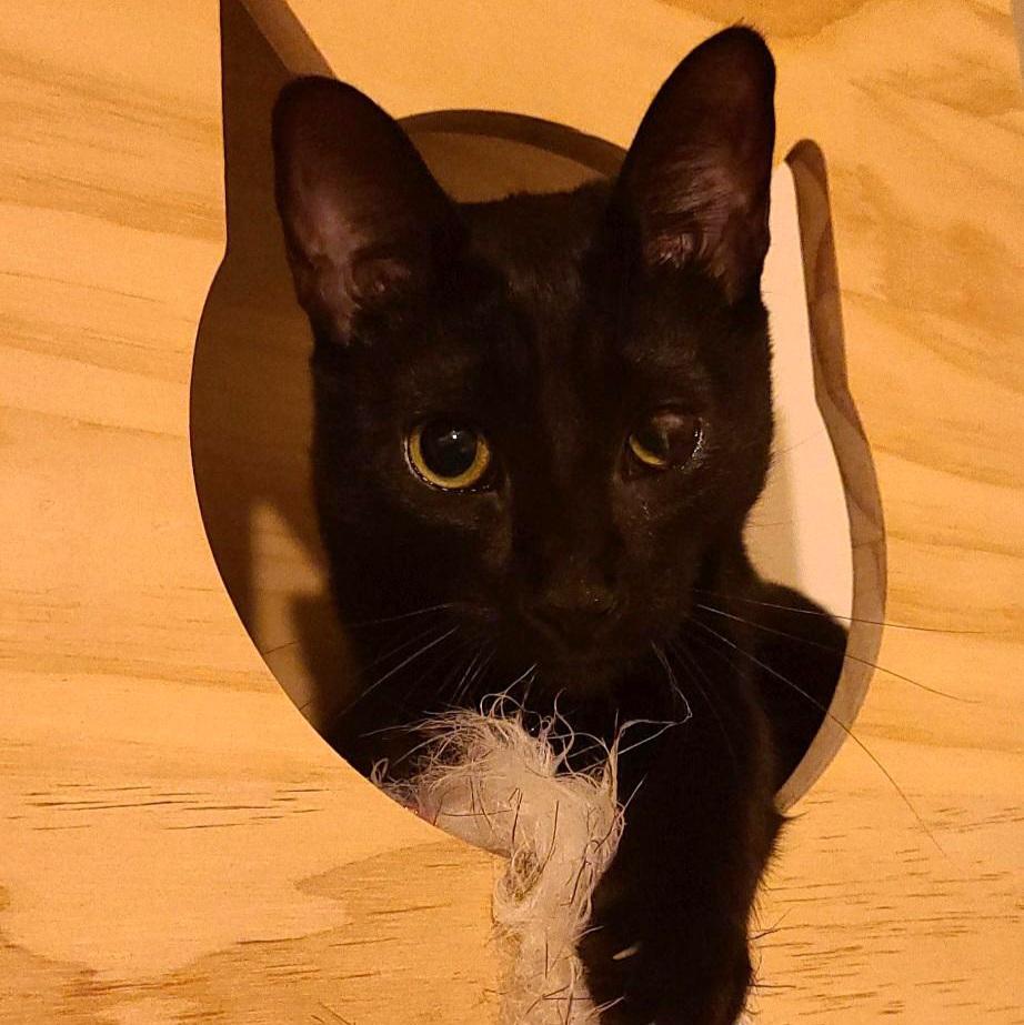 Enlarge Sole, a ADOPTABLE American Shorthair in Brooklyn, NY image 4/5