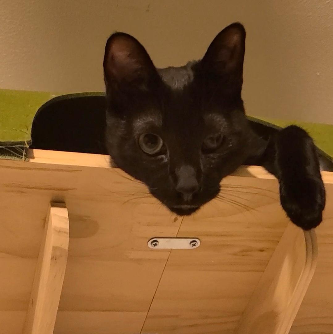 Enlarge Sole, a ADOPTABLE American Shorthair in Brooklyn, NY image 5/5