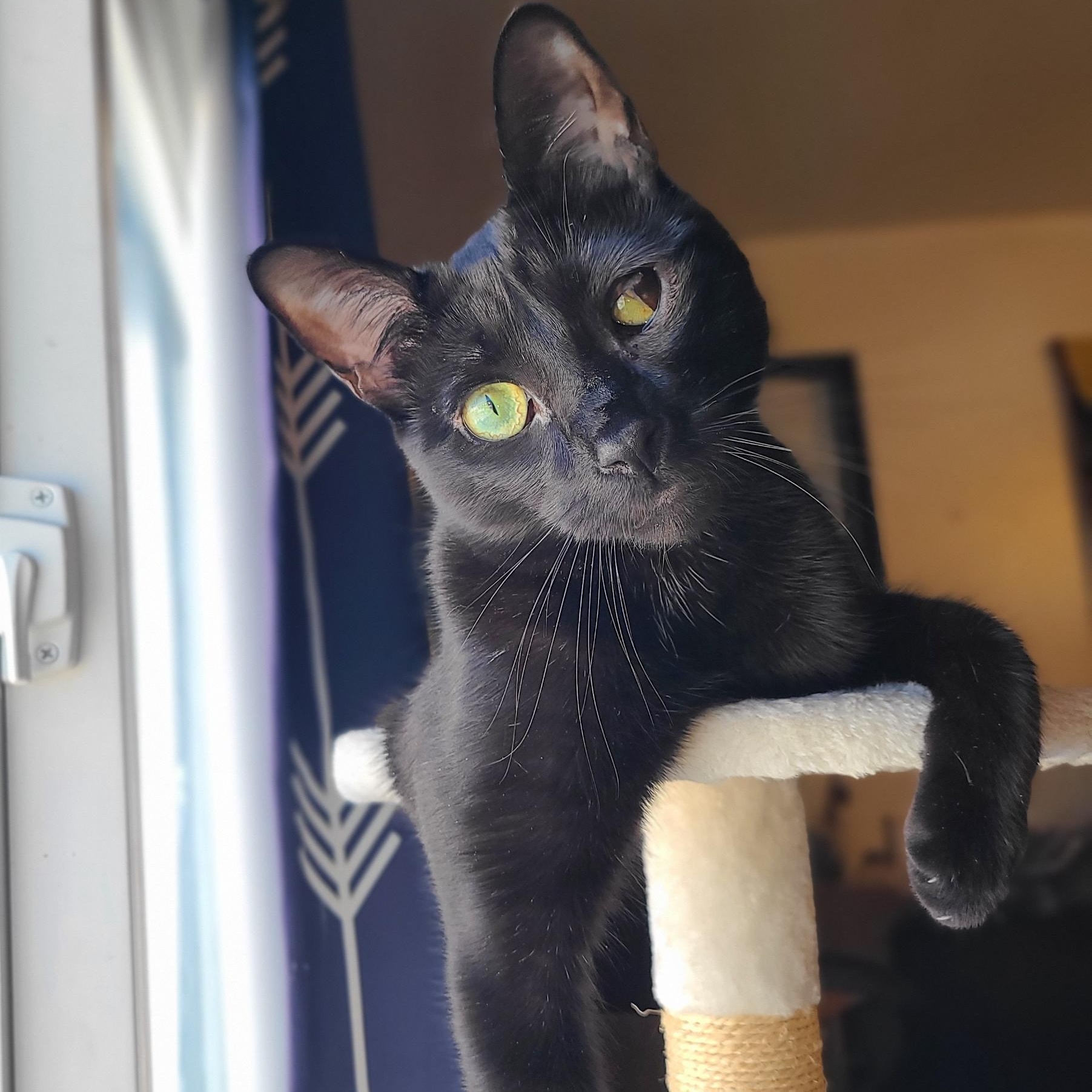 Sole, ADOPTABLE, Young Male American Shorthair.