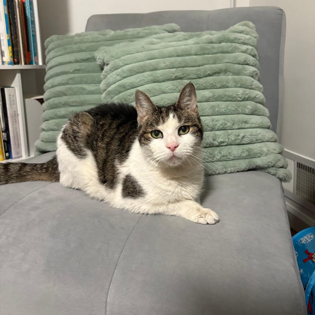 Sephora- $0 Adoption Fee!, Adoptable, Senior Female Domestic Short Hair.