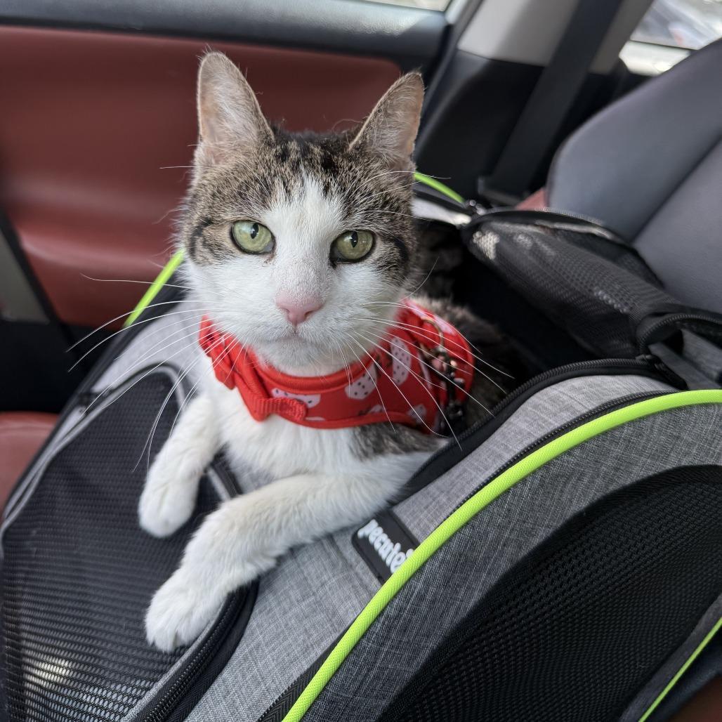 Enlarge Sephora- $0 Adoption Fee!, a Adoptable Domestic Short Hair in Staten Island, NY image 2/6