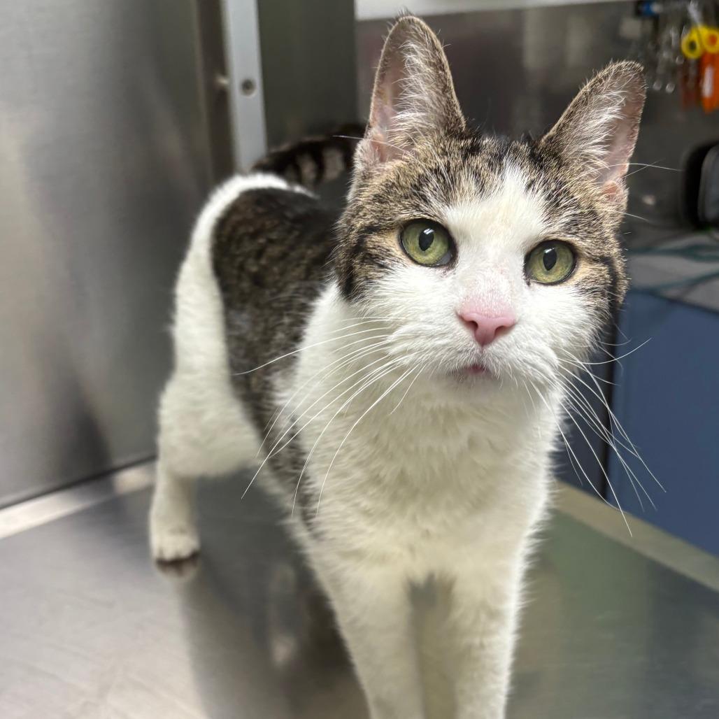 Enlarge Sephora- $0 Adoption Fee!, a Adoptable Domestic Short Hair in Staten Island, NY image 3/6