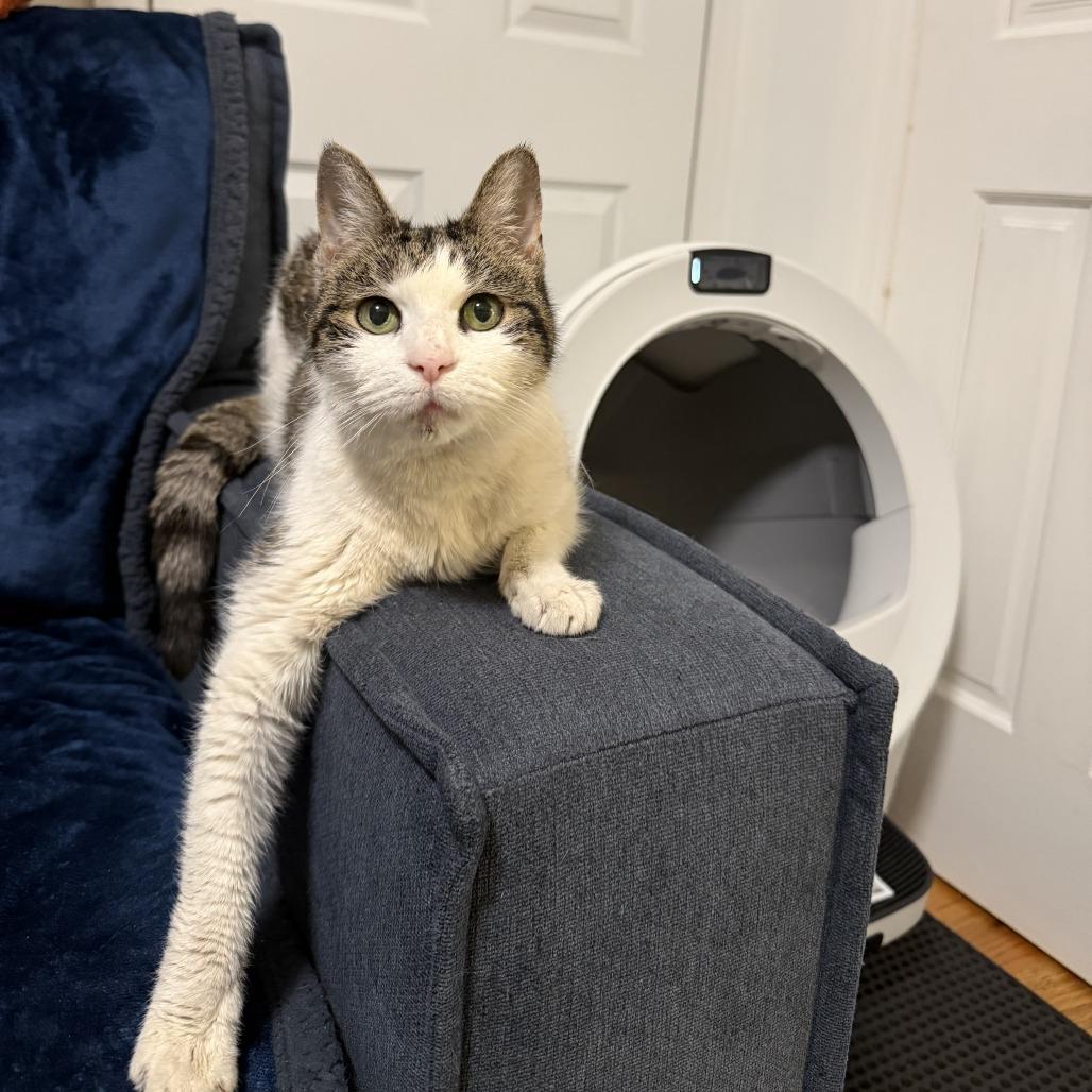 Enlarge Sephora- $0 Adoption Fee!, a Adoptable Domestic Short Hair in Staten Island, NY image 4/6